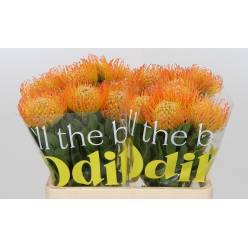 Protea Nutans Gold Dust 50cm Nar. (7 Dias - 2)