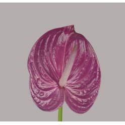 Anthurium Hol. Milanello 11  "CC16" (7 Dias - 2)