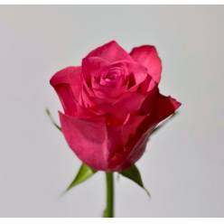 Rosa Ecu. Lola 40cm (7 Dias - 2)