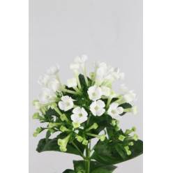 Bouvardia Hol. White Sensation 50cm (7 Dias - 2)