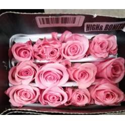 Rosa Ecu. High Bonita 60cm Rs. (7 Dias - 2)