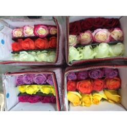 Rosa Ecu. Popurri 60cm INF (7 Dias - 2)