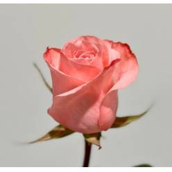 Rosa Ecu. Be Sweet 60cm (7 Dias - 2)