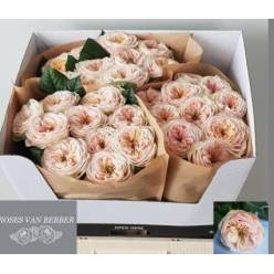 Rosa Hol. Shiver! 50cm (7 Dias - 2)