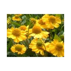 Helen Kanaria 50cm (7 Dias - 2)