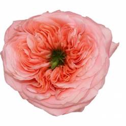 Rosa Ecu. Mandarin Xpression 50cm (7 Dias - 2)