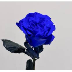 Rosa  Ecu. Tintada Mondial Azul 50cm "T20" (7 Dias - 2)