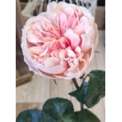 Rosa Ecu. Tip Top 50cm (7 Dias - 2)