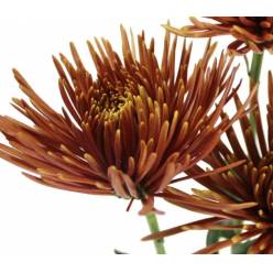 Uniflor Col. Anastasia Bronce (7 Dias - 2)