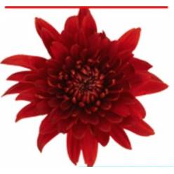 Uniflor Col. Tornado Rojo (7 Dias - 2)