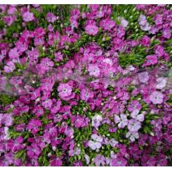 Dianthus Barbatus Italia Am Rose Magic 60cm "T50" (7 Dias - 2)