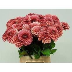 Dalia Hol. Dec Salmon Runner 50cm "CC40" (7 Dias - 2)