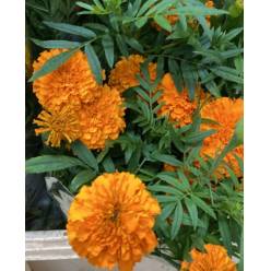 Tagete Nac. Naranja 80cm (7 Dias - 2)
