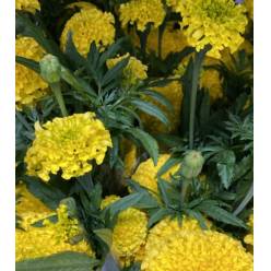 Tagete Nac. Amarillo 80cm (7 Dias - 2)