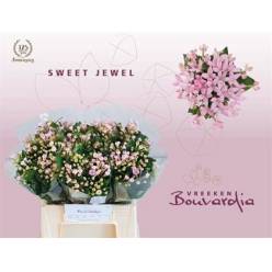 Bouvardia Hol. Sweet Jewel 40cm  (7 Dias - 2)
