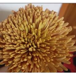 Uniflor Col. Spider Bronze Terra (7 Dias - 2)