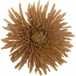Uniflor Col. Disbud Bronze Chewbacca (7 Dias - 2)