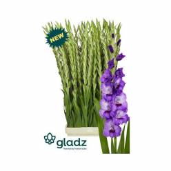 Gladiolo Hol. Purple Party 130cm (60cm espiga) Mo. (7 Dias - 2)