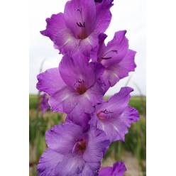 Gladiolo Hol. Performer 115cm (55cm espiga) (7 Dias - 2)