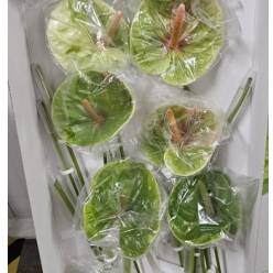 Anthurium Hol. Otros Verde x16 (7 Dias - 2)