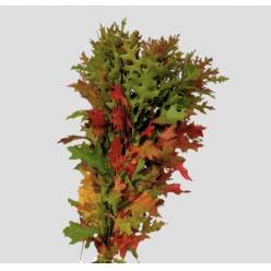 Roble Hol. Palustra Natural 80cm (7 Dias - 2)