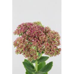 Sedum Hol. Spectabile 60cm "T25" (7 Dias - 2)