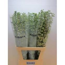 Delphinium Hol. El Guard White 100cm "T10" (7 Dias - 2)