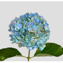 Hortensia Premium Antic Blue 60cm 17/18 (7 Dias - 2)