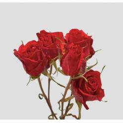 Ramificada Ecu. Scarlet 50cm (7 Dias - 2)