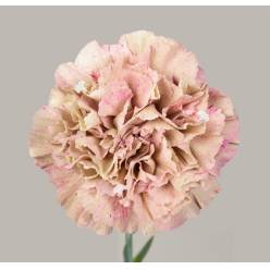 Clavel Nac. 60cm Babylon