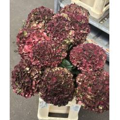 Hortensia Hol. Ruby Glow Classic 80cm 18/20