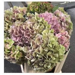 Hortensia Hol. Roy. Salute Classic 50cm 16/18 Bic.