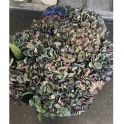 Hortensia Hol. Anne Classic 50cm 18/20