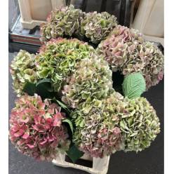 Hortensia Hol. Roy. Salute Classic 80cm 22/24 Bic.