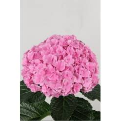 Hortensia Hol. Royal Pink Highnes 50cm 18/20