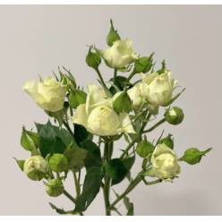 Ramificada Lyrica 60cm Bl.