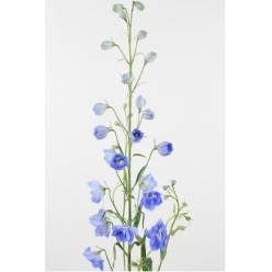 Delphinium Hol. Century Blue Shades 80cm "T10"