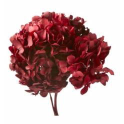 Hortensia Preservada Standard Dark Red 18-25cm
