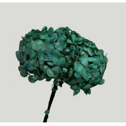 Hortensia Preservada Fusion Ocean �16-20cm