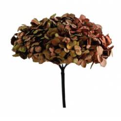Hortensia Preservada Fusion Ruby �16-20cm