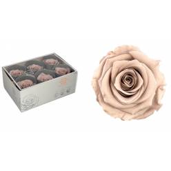 Rosa Preservada Verdissimo 6 Cabezas Avellana 5/5.5cm