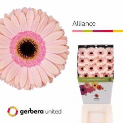 Gerbera Hol. Alliance "Aquapack" "T15"