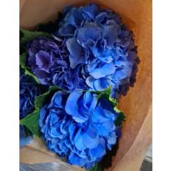 Hortensia Hol. Royal Parade 40cm 13/15 Azul