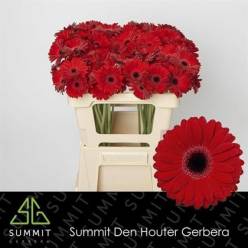 Gerbera Mini Hol. Red Ruby "T20"
