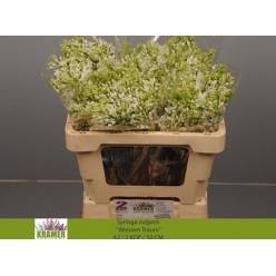 Lilas Engler Weiss 50cm 2bl "A2"