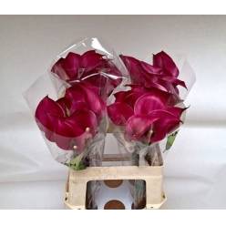 Calla Tokyo 50cm Fres.