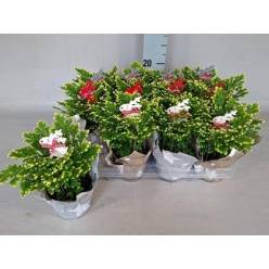 P. Selaginella M Jori 9/15cm "CC12"