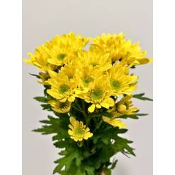 Margarita Nac. Radost Amarilla 75gr (7 Dias - 2)