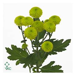 Margarita Hol. Feelingreen 70gr (7 Dias - 2)