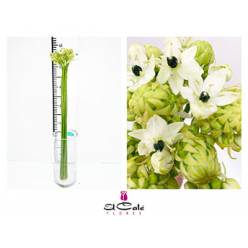 Ornitogalum Hol. Bola 65cm A2 (7 Dias - 2)